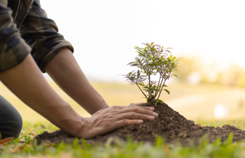 reforestar correctamente